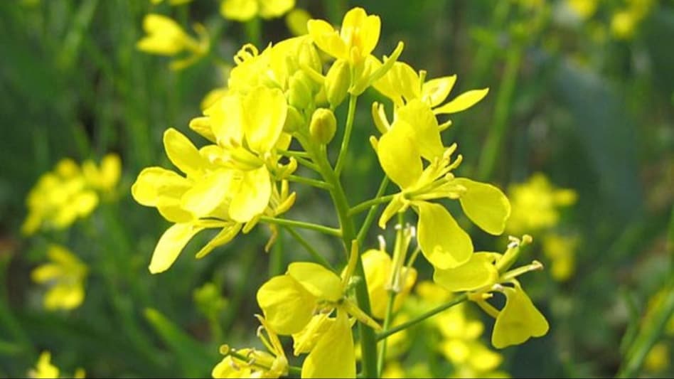 सरसों की फसल के लिए घातक है ये चार रोग, जानें लक्षण और रोकथाम के उपाय - These four diseases are fatal for mustard crop know the symptoms and prevention measures -