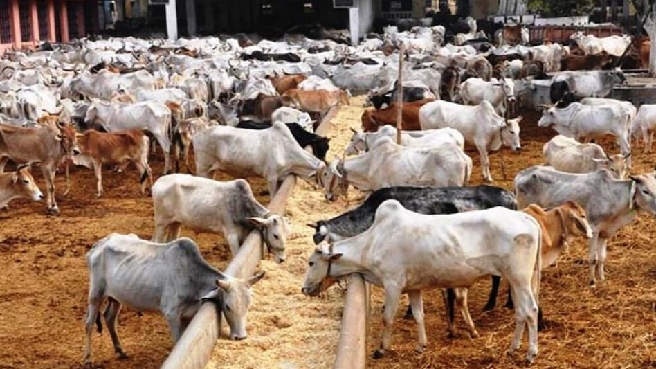 Fodder scam: यूपी के इस जिले में बिहार के चारा घोटाले की यादें हुई फिर ताजा, डेढ़ करोड़ के भूसा खरीद की रसीदें मिली गायब Fodder scam: यूपी के इस जिले में बिहार के चारा घोटाले की यादें हुई फिर ताजा, डेढ़ करोड़ के भूसा खरीद की रसीदें मिली गायब