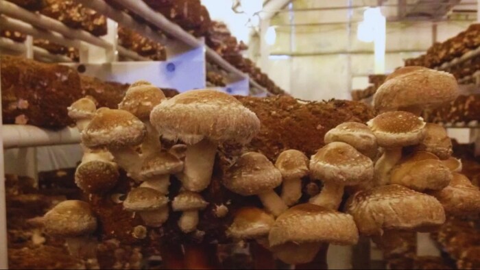 मशरूम उगाने के लिए ये तकनीक हैं सबसे आसान