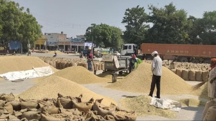 छत्तीसगढ़ में रिकॉर्ड तोड़ धान की खरीद. (सांकेतिक फोटो)