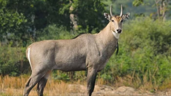 नीलगाय से फसल को कैसे बचाएं. (सांकेतिक फोटो)