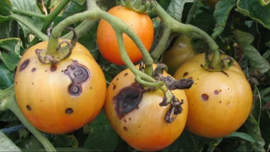 Gurcha Disease: टमाटर और मिर्च में इस वजह से लगता है गुर्चा रोग, IIVR ने ढूंढा इसका स्थायी समाधान! Gurcha Disease: टमाटर और मिर्च में इस वजह से लगता है गुर्चा रोग, IIVR ने ढूंढा इसका स्थायी समाधान!