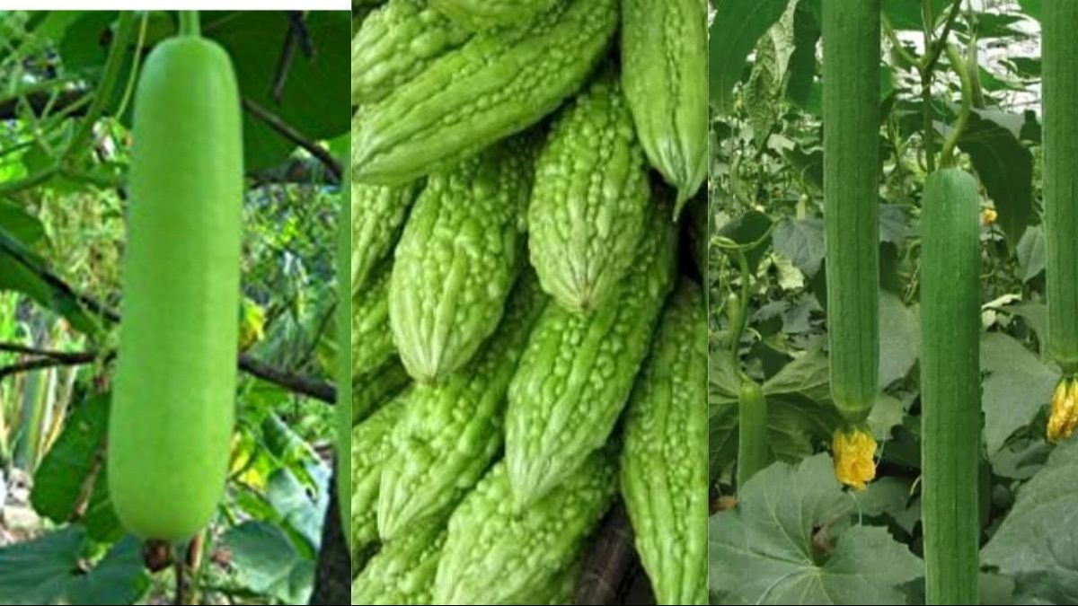 अगेती लौकी, करेला, और तोरई की खेती करें