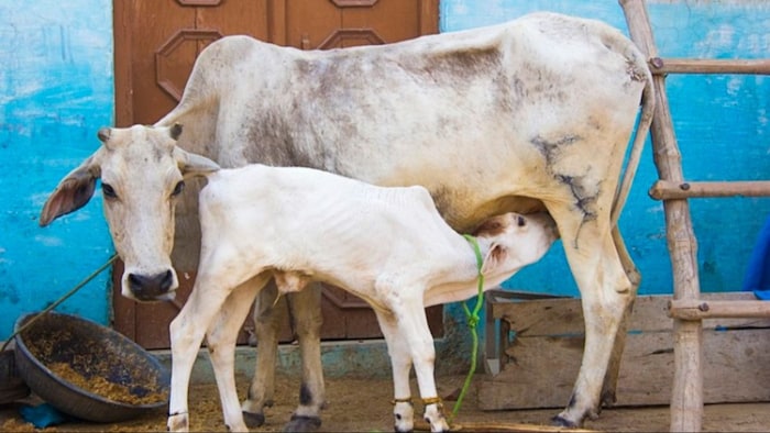 दुधारू पशुओं में दूध की कमी अब ऐसे होगी दूर!
