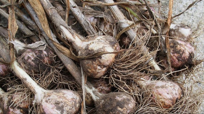 लहसुन में फांक सड़न रोग