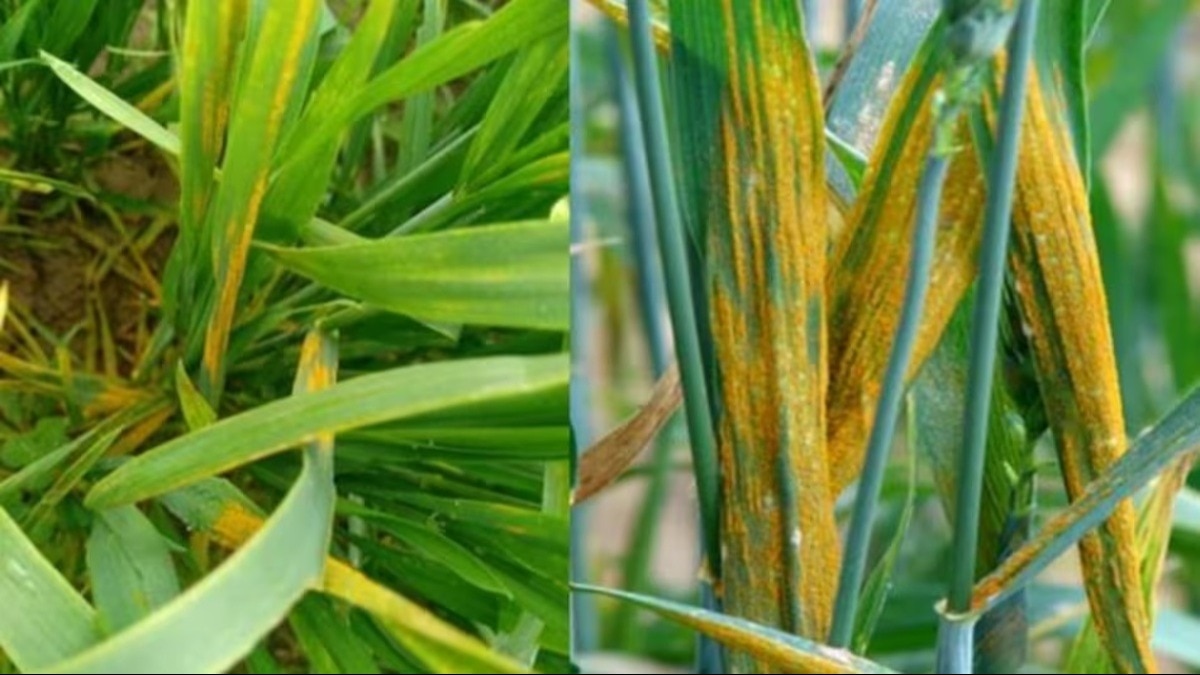 गेहूं में लगने वाले काला, भूरा और पीला रतुआ का ये है रामबाण इलाज, जानिए कैसे मौसम में ज्यादा होता है प्रकोप - advisory for black brown and yellow Rust Diseases management