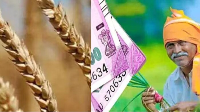 राजस्थान सरकार गेहूं पर बोनस और पीएम किसान राशि को बढ़ाने का किया फैसला