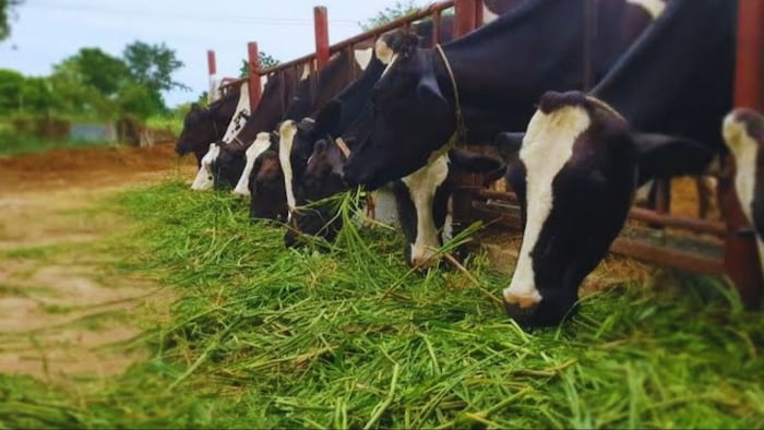 क्या है यूरिया पॉइजनिंग जो पशुओं का जान तक ले सकती है