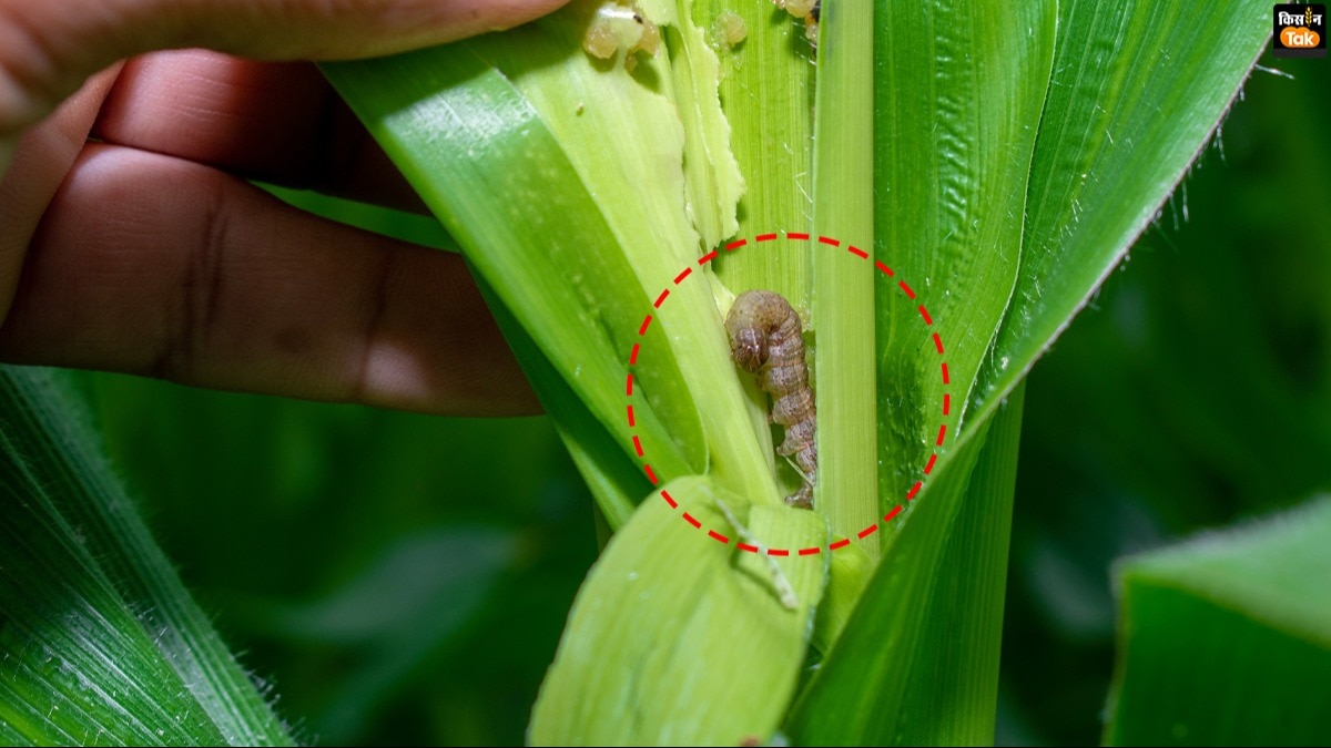 फॉल आर्मी वर्म को लेकर जारी हुई चेतावनी, संभलें नहीं तो इसके अटैक से कम हो जाएगी फसलों की उपज
