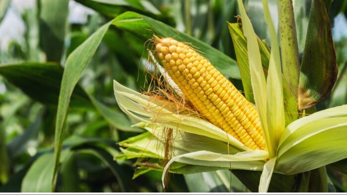 यूपी में गन्ने की पैदावार में गिरावट