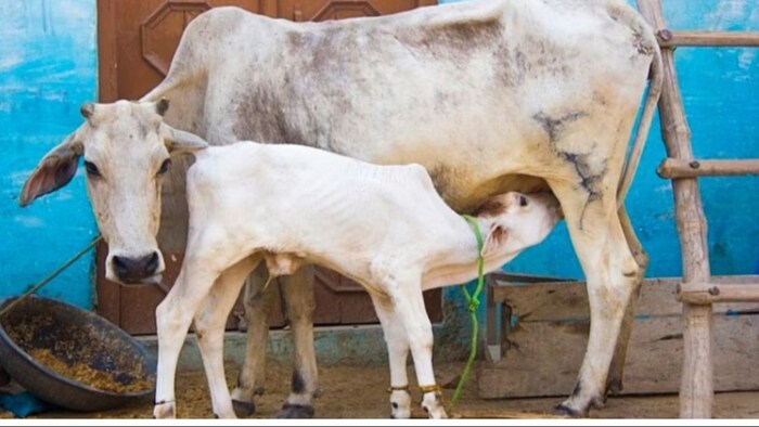 दुधारू पशुओं में दूध की कमी अब ऐसे होगी दूर