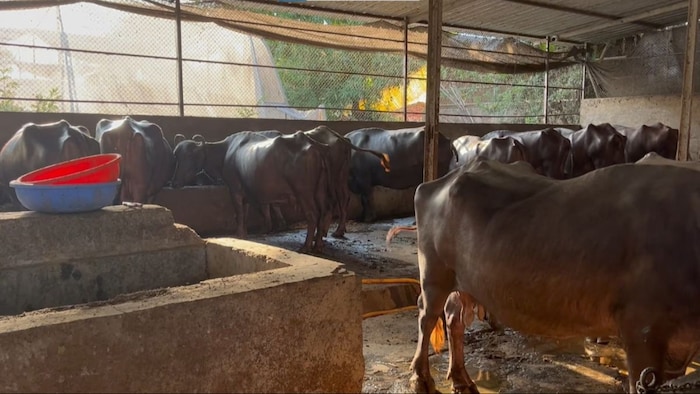 जानिए पशुओं के लिए घर कैसे होने चाहिए