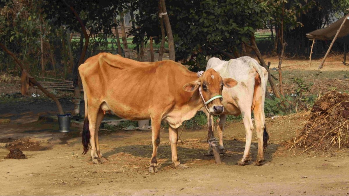 इस वजह से गर्भधारण नहीं करते मवेशी, पशुपालक तुरंत अपनाएं ये 7 उपाय - this reason cattle do not conceive animal keeper adopt these 7 measures step -