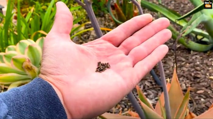 जानिए एलोवेरा के बीज के बारे में