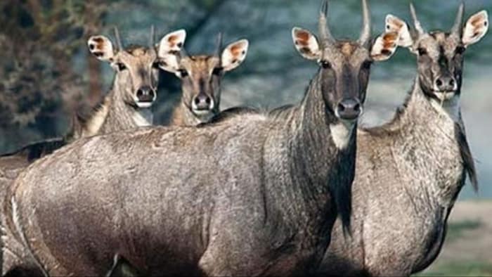 इस राज्य में है नीलगाय का सबसे अधिक आतंक
