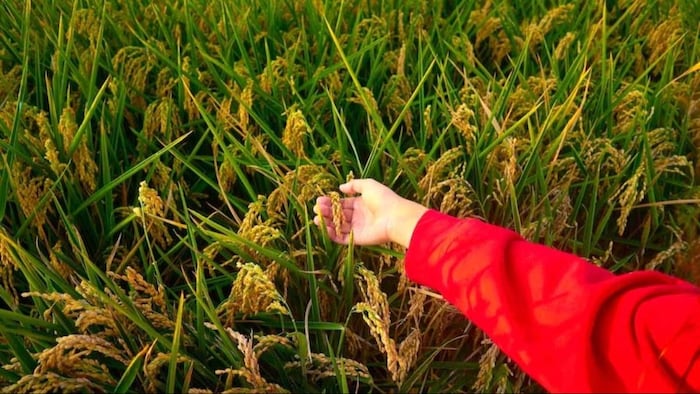 बुवाई में क्या है छिटकवा विधि