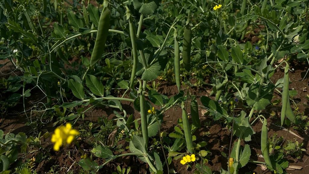 मटर की फली बढ़ाने के लिए यह उपाय करें झारखंड के किसान, पढ़ें कृषि सलाह