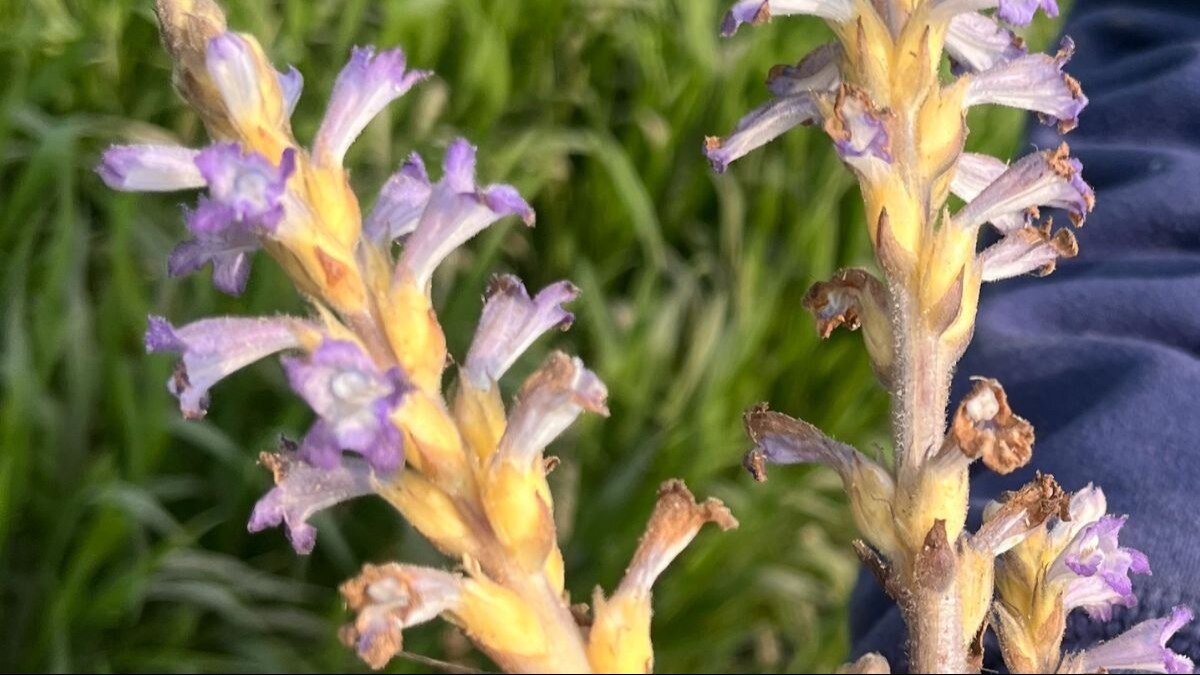 Orobanki Grass: सरसों की पूरी फसल को खत्म कर रही है यह घास, किसान हो जाएं सावधान