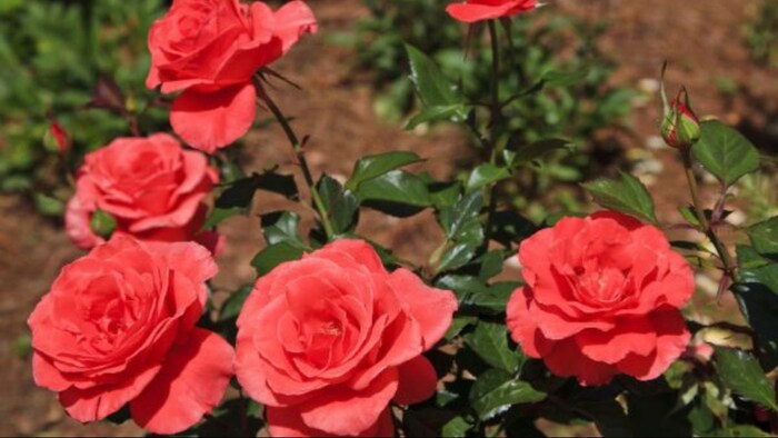 गुलाब की खेती से बंपर पैदावार पाने का तरीका