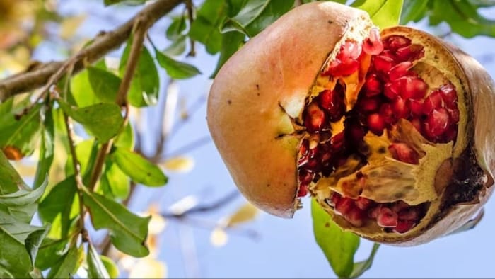 अनार की खेती में अंबे बहार का मतलब जान लीजिए