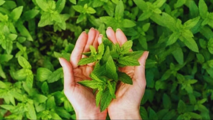 सुगंधित और औषधीय पौधों की खेती करने का सुनहरा मौका