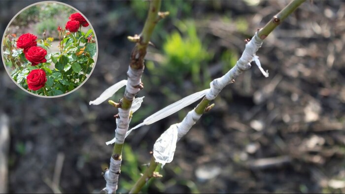 गुलाब में क्या है चश्मा चढ़ाने की विधि