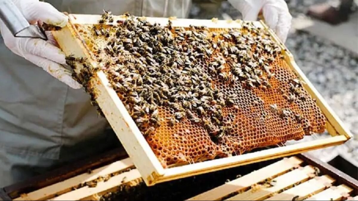 मधुमक्खियों की घटती संख्या से कृषि उपज में कमी होने की आशंका, कृषि वैज्ञानिकों ने सुझाए कुछ जरूरी उपाय