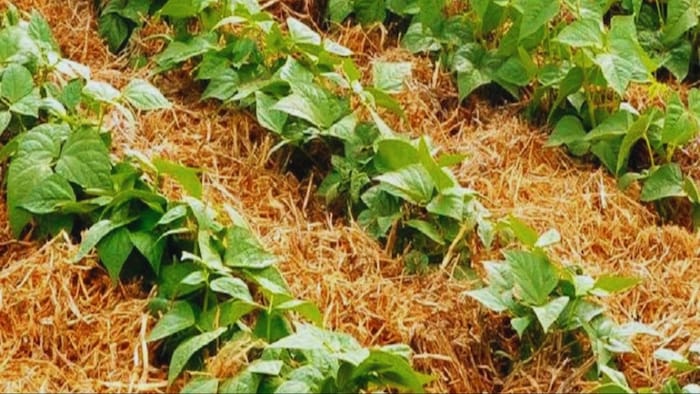 घास-फूस और खरपतवार से बनाएं मल्चिंग