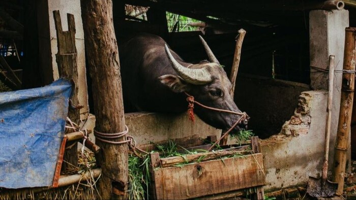 भैंस की हुई ऑनलाइन खरीदी