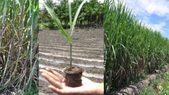 बड चिप्स तकनीक से गन्ने की खेती करें, फोटो सौजन्य-ICAR-SBI
