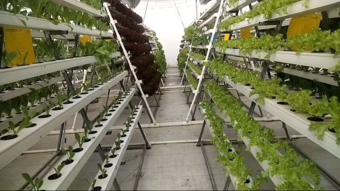 केरल में इजरायल- मॉडल से केले की खेती. (सांकेतिक फोटो)