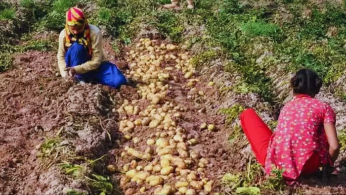 आलू की खुदाई के समय किसान इन बातों का रखें ध्यान