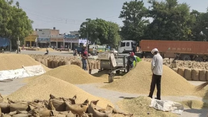 धान खरीदी में गिराट आई है. (सांकेतिक फोटो)