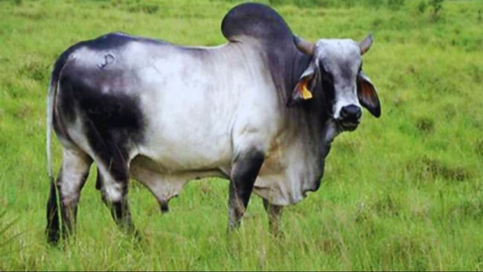 खेतों में रखवाली करने वाले ऊंट को सांड ने उतारा मौत के घाट