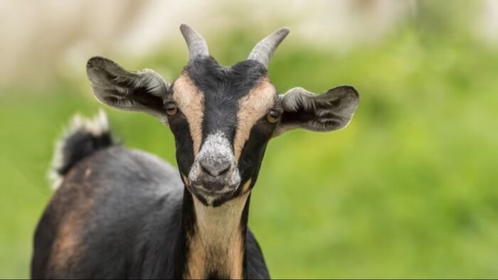 बकरियों में होने वाले रोग और बचाव