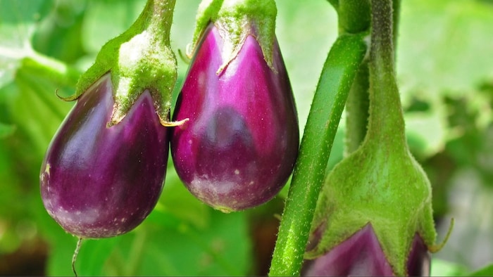 बैंगन के पौधों को कीट से बचाने का तरीका