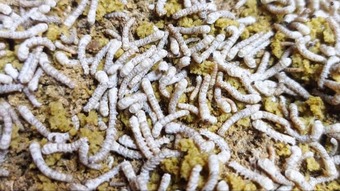 कृत्रिम आहार से शहतूती रेशम पालन