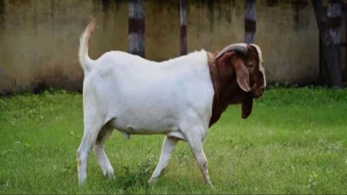 10 साल से CRPF में है ये बकरा, नाम और काम सुनकर रह जाएंगे दंग