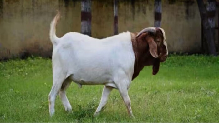 ये है सीआरपीएफ़ का बकरा