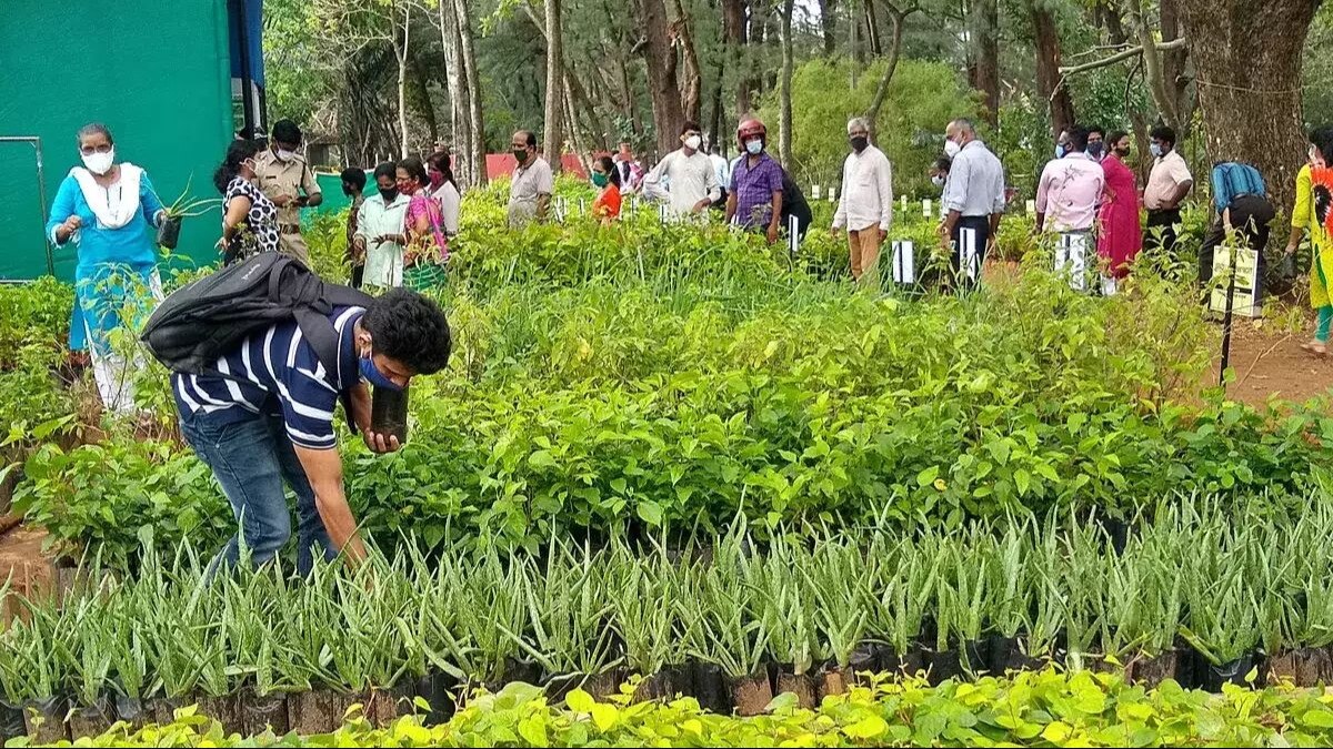राजस्थान में घर-घर वन औषधि स्कीम की होगी जांच, भजनलाल सरकार ने दिया आदेश
