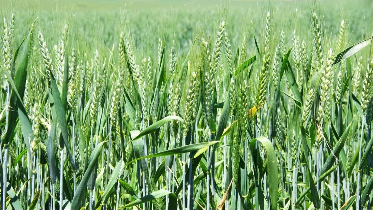 Wheat Crop: बारिश के बाद धूप, Expert से जानिए गेहूं को कितना और कैसे होगा फायदा