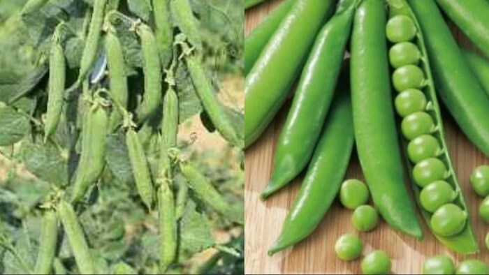 मटर की खेती करने का जानें सही तरीका. (सांकेतिक फोटो)