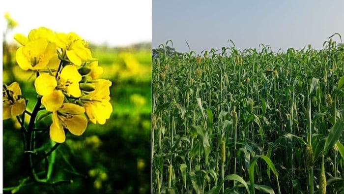 सरसों और ज्वार की फसलों को कीट से बचाने के लिए असरदार है जूं मारने वाली दवा
