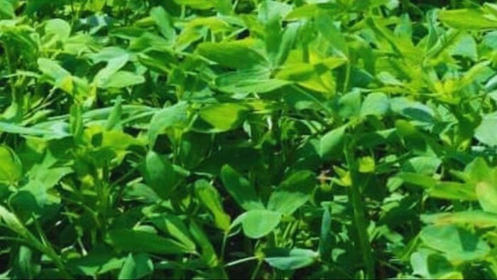 बरसीम की फसल को पशुओ के लिए हरे चारे के रूप में उगाया जाता है