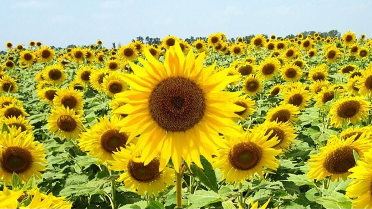 सूरजमुखी की अधिक पैदावार लेने के लिए क्या करें किसान? खेत में कौन सी खाद डालें?