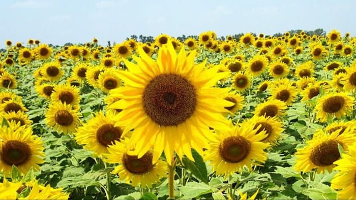 सूरजमुखी की खेती में है बंपर कमाई. (सांकेतिक फोटो)
