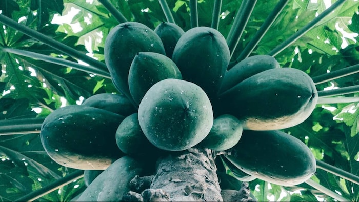 पपीते करेगा किसानों को मालामाल