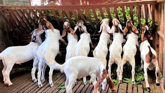 बकरी पालन के लिए सरकार दे रही अनुदान