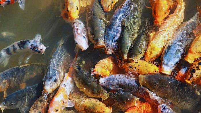 मछली पालन में रखें इन बातों का ध्यान
