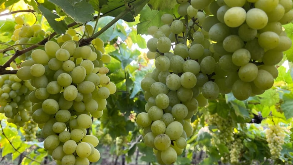 प्याज के बाद अब कम हुआ अंगूर का दाम, नाशिक में 16 रुपये किलो पर बेचने को मजबूर हैं किसान प्याज के बाद अब कम हुआ अंगूर का दाम, नाशिक में 16 रुपये किलो पर बेचने को मजबूर हैं किसान